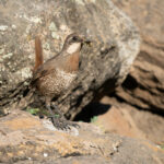 Moustached Turca (image by John Oates)