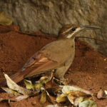 Moustached Woodcreeper (image by Leo Garrigues)