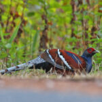 male Mrs Hume's Pheasant (image by János Oláh)