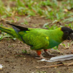 Nanday Parakeet (image by Leo Garrigues)