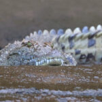 Nile Crocodile (image by János Oláh)