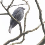 Nimba Flycatcher (image by Nik Borrow)