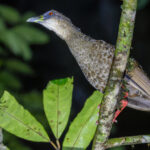 Nkulengu Rail (image by Nik Borrow)