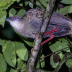 Nkulengu Rail (image by Nik Borrow)