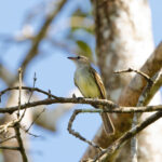 Mouse-coloured Tyrannulet (image by Leo Garrigues)