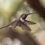 Oasis Hummingbird (image by John Oates)