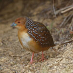 Ocellated Crake (image by Leo Garrigues)