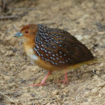 Ocellated Crake (image by Leo Garrigues)
