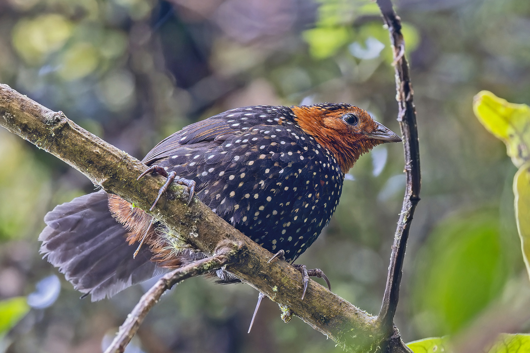 Ocellated Tapaculo (image by Pete Morris)