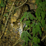 Ocelot (image by Leo Garrigues)