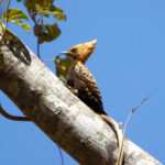 Ochre-backed Woodpecker (image by Leo Garrigues)