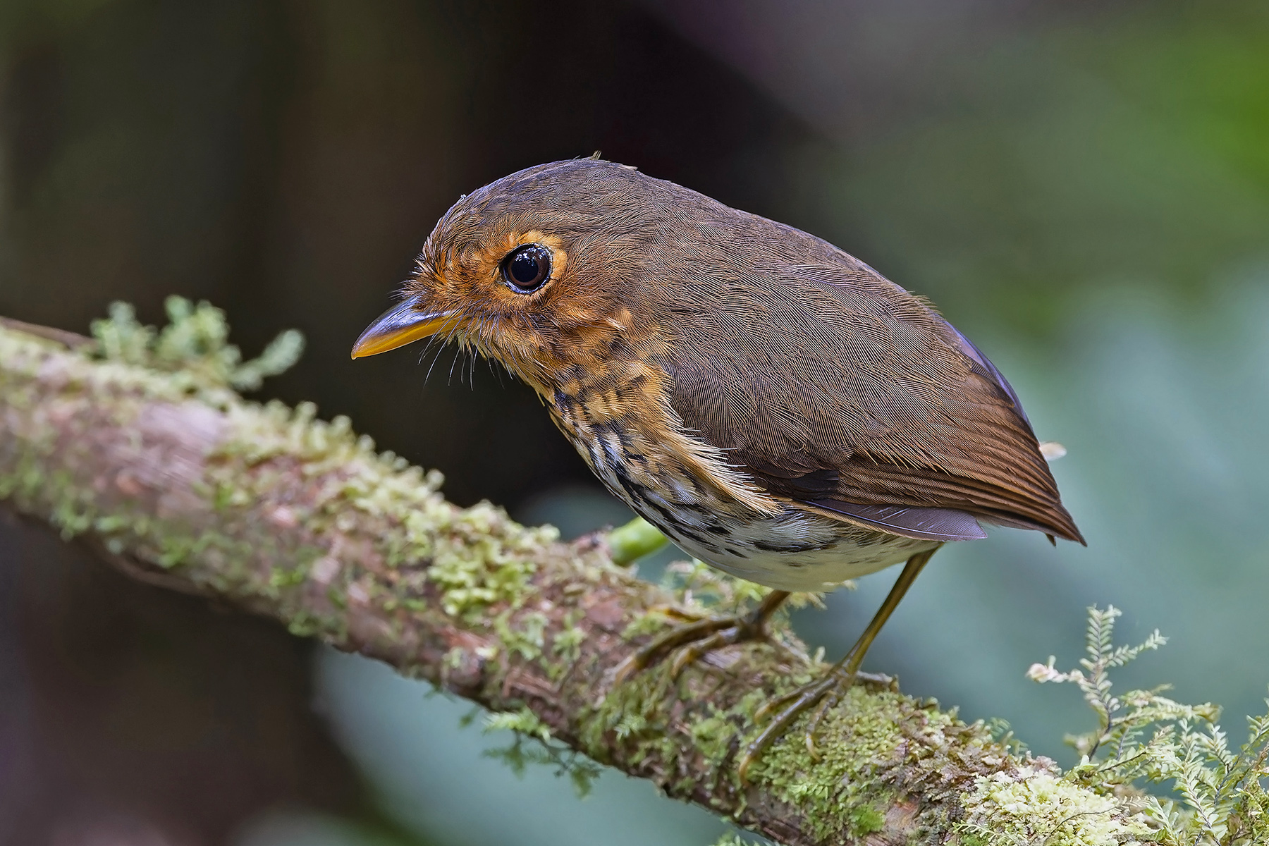 Ochre-breasted Antpitta (image by Pete Morris)
