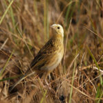 Ochre-breasted Pipit (image by Leo Garrigues)