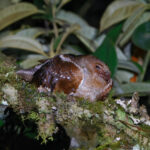 Oilbird (image by Leo Garrigues)