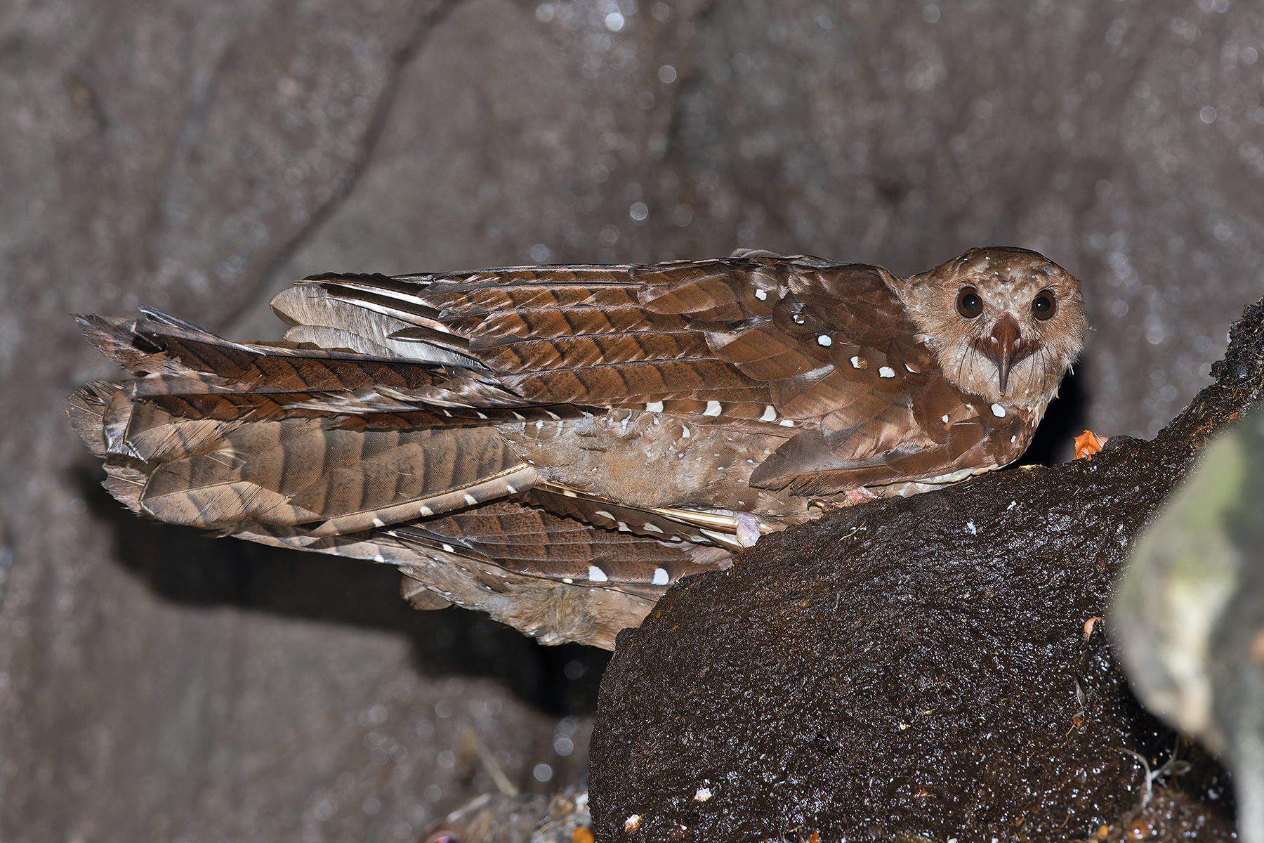 Oilbird (image by Pete Morris)