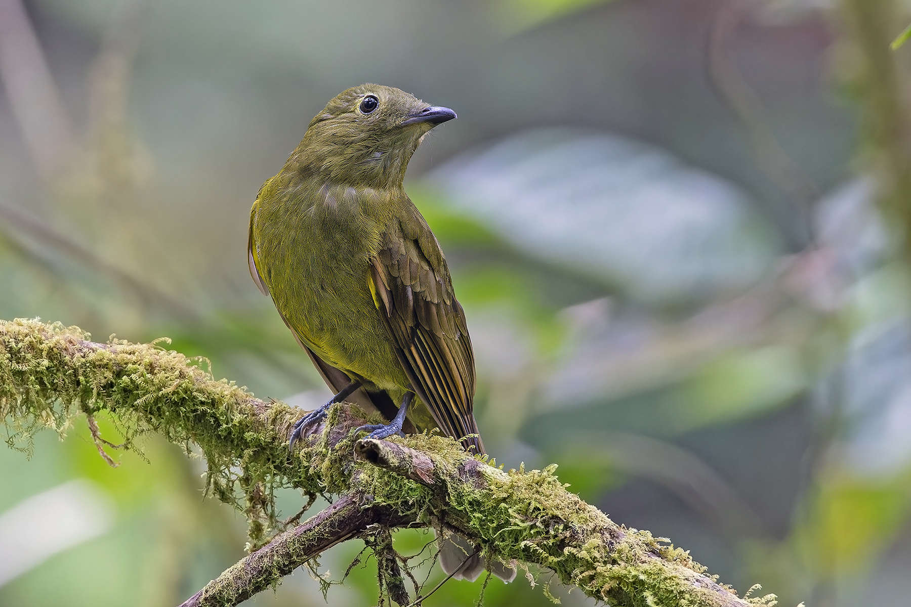 Olivaceous Piha (image by Pete Morris)