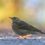 Olive-backed Pipit (image by János Oláh)