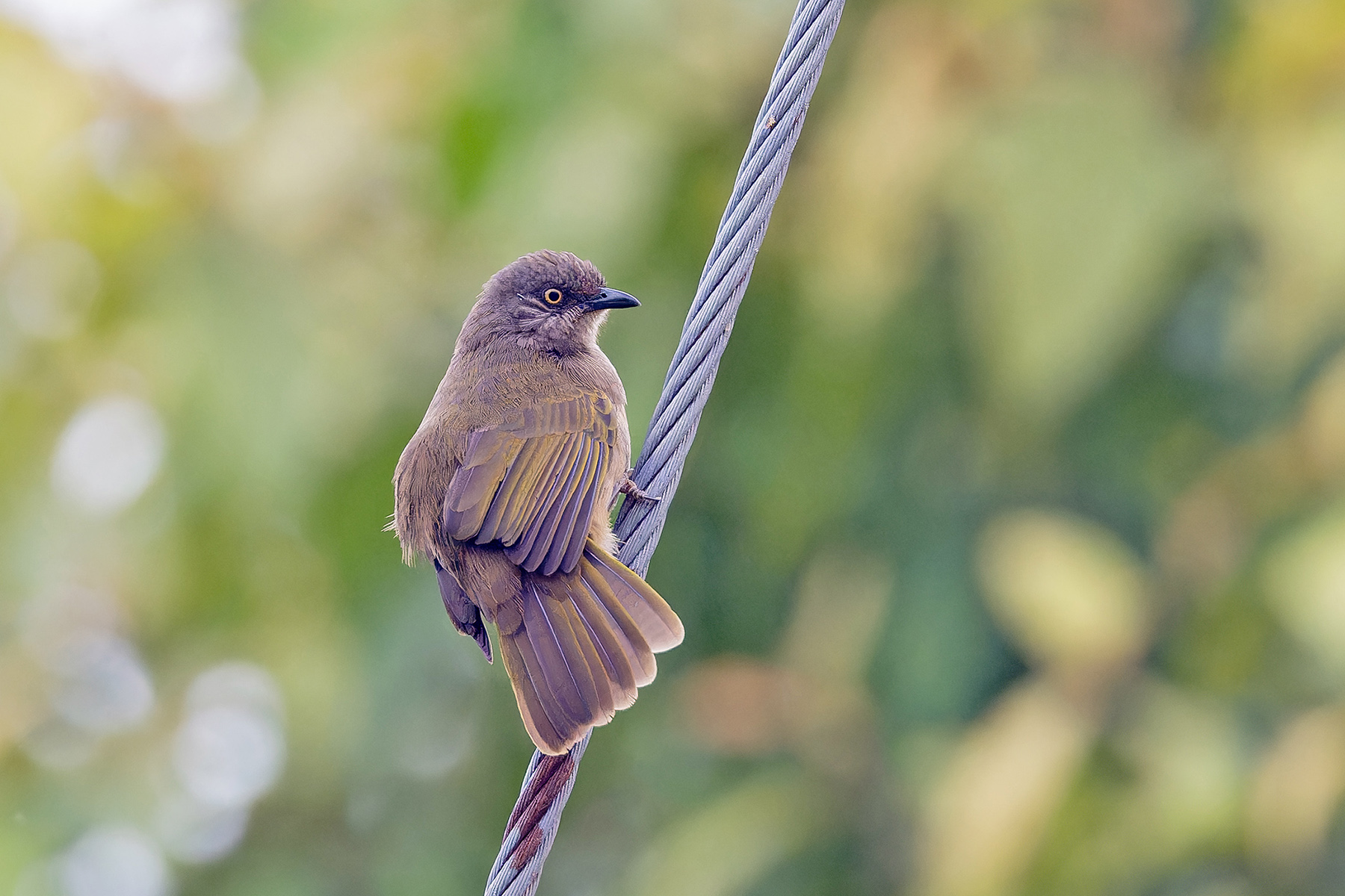 Olive-winged (Barusan) Bulbul (image by Pete Morris)