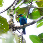Orange-eared Tanager ssp calliparae (image by Leo Garrigues)