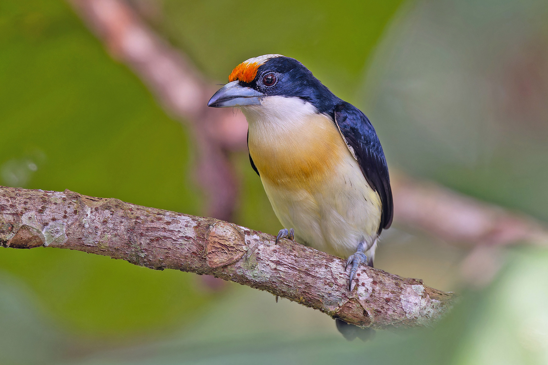 Orange-fronted Barbet (image by Pete Morris)