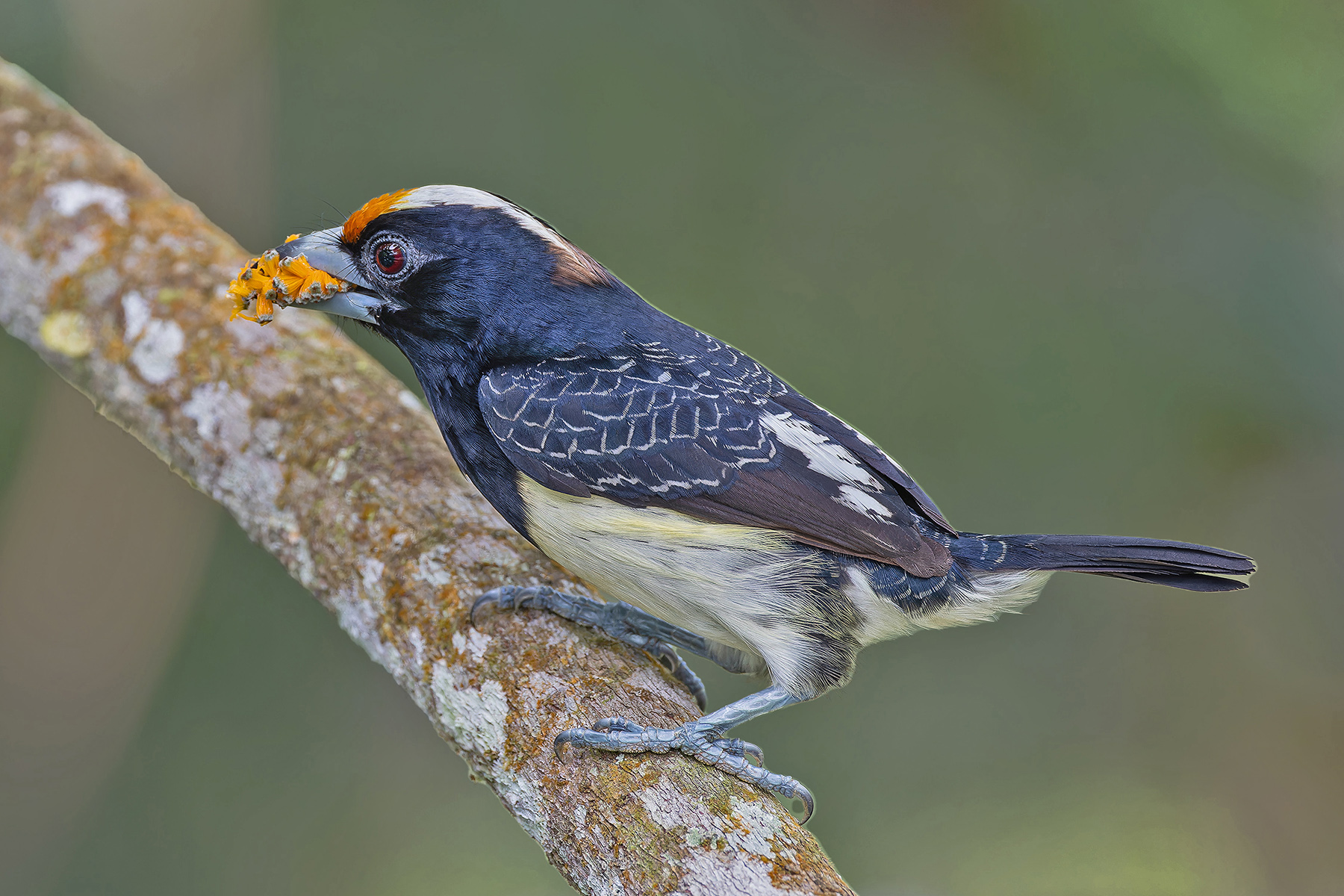 Orange-fronted Barbet (image by Pete Morris)