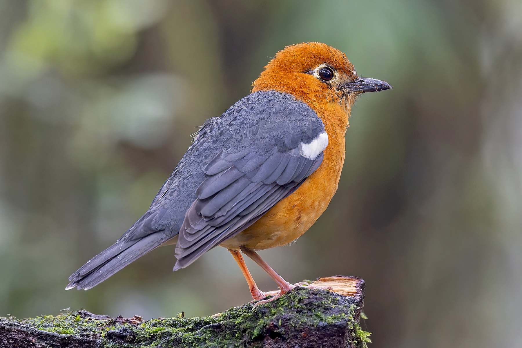 Orange-headed Thrush (image by Pete Morris)