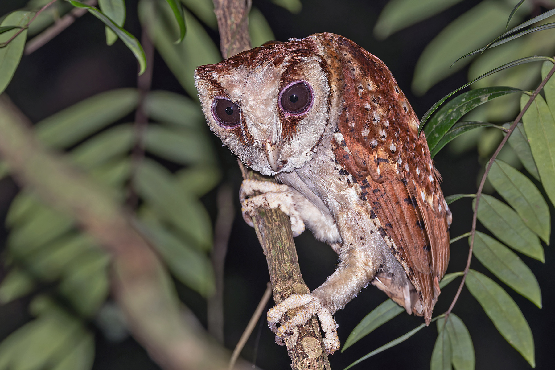 Oriental Bay Owl (image by Pete Morris)