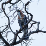 Ornate Hawk-Eagle (image by Leo Garrigues)