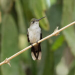 Outcrop Sabrewing (image by Leo Garrigues)