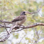 Pale-billed Hornbill (image by János Oláh)