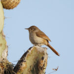 Pale-tailed Canastero (image by Leo Garrigues)