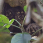 Panamanian Night Monkeys (image by Leo Garrigues)