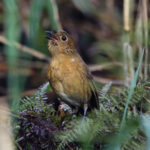 Panao Antpitta (image by Leo Garrigues)