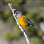 Patagonian Sierra Finch (image by John Oates)