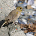 Patagonian Yellow Finch (image by John Oates)