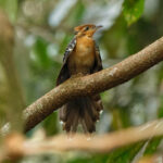 Pavonine Cuckoo (image by Leo Garrigues)