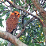 Pel's Fishing Owl (image by János Oláh)