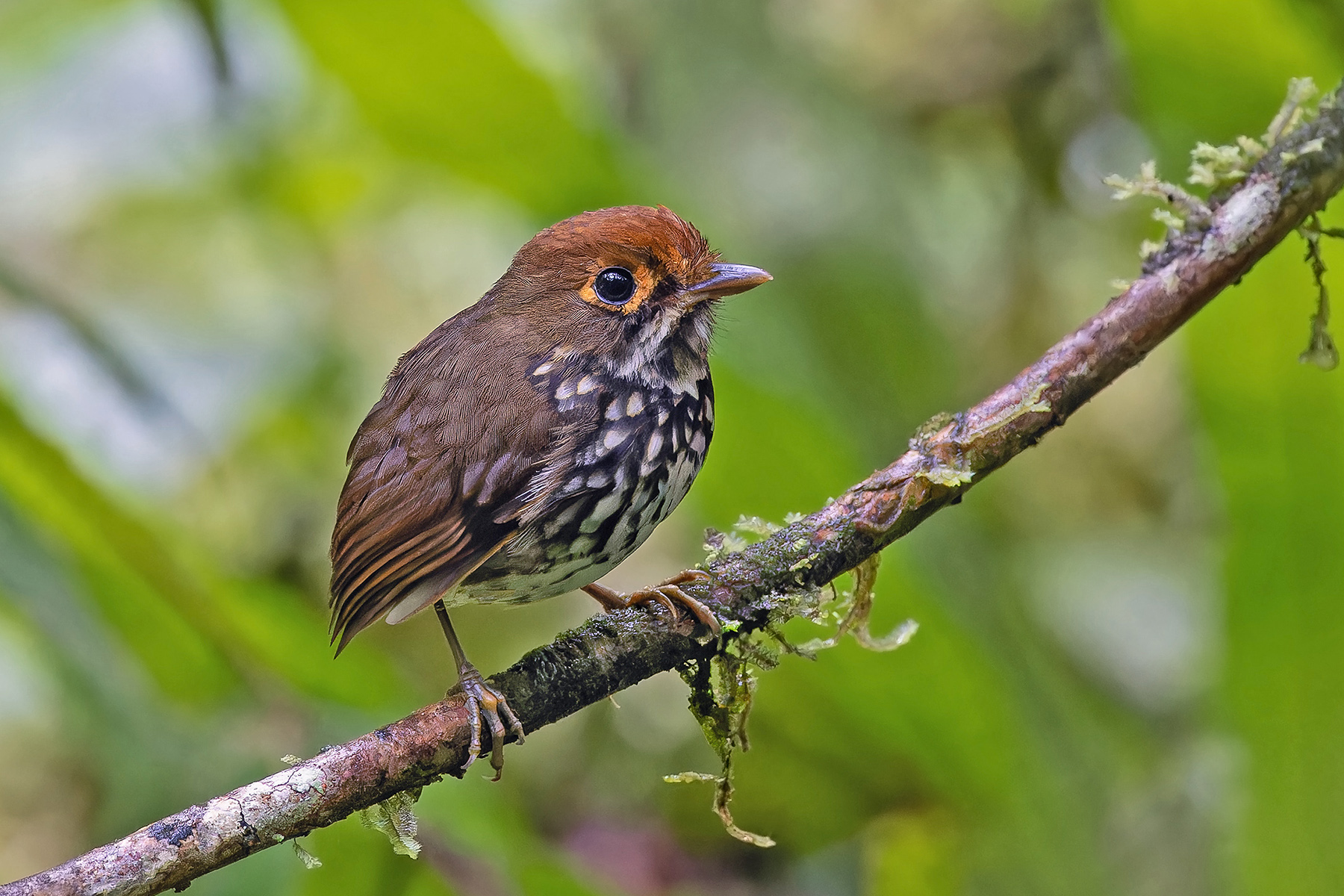 Peruvian Antpitta (image by Pete Morris)