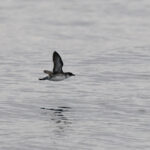 Peruvian Diving Petrel (image by John Oates)