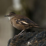 Peruvian Seaside Cinclodes (image by Leo Garrigues)