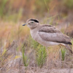 Peruvian Thick-knee (image by John Oates)