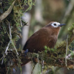 Peruvian Wren (image by Leo Garrigues)