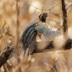 Pheasant Cuckoo (image by Leo Garrigues)
