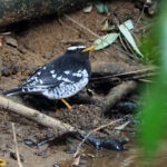 Pied Thrush (image by Dave Farrow)