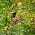 Pied-crested Tit-Tyrant (image by John Oates)