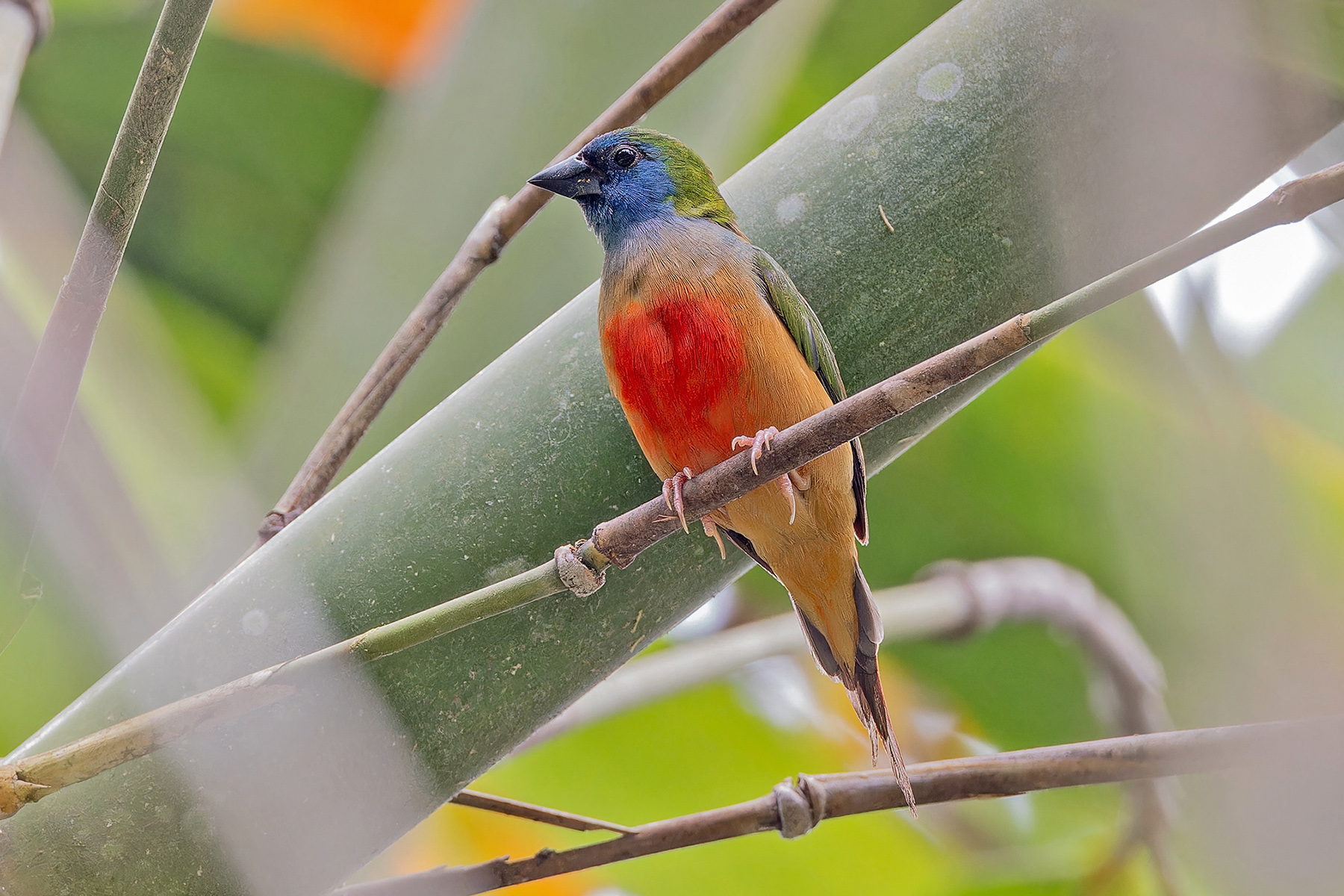 Pin-tailed Parrotfinch (image by Pete Morris)