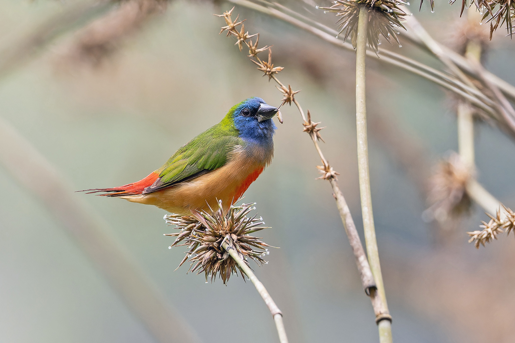 Pin-tailed Parrotfinch (image by Pete Morris)