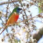 male Pin-tailed Parrotfinch (image by János Oláh)