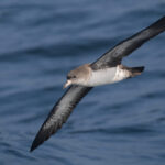 Pink-footed Shearwater (image by John Oates)
