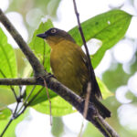 Pirre Chlorospingus (image by Leo Garrigues)